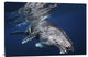 "Humpback Whale" Stretched Canvas Giclee by Barathieu Gabriel, 36x24"
