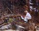 John Singer Sargent The Artist Sketching Wall Decal