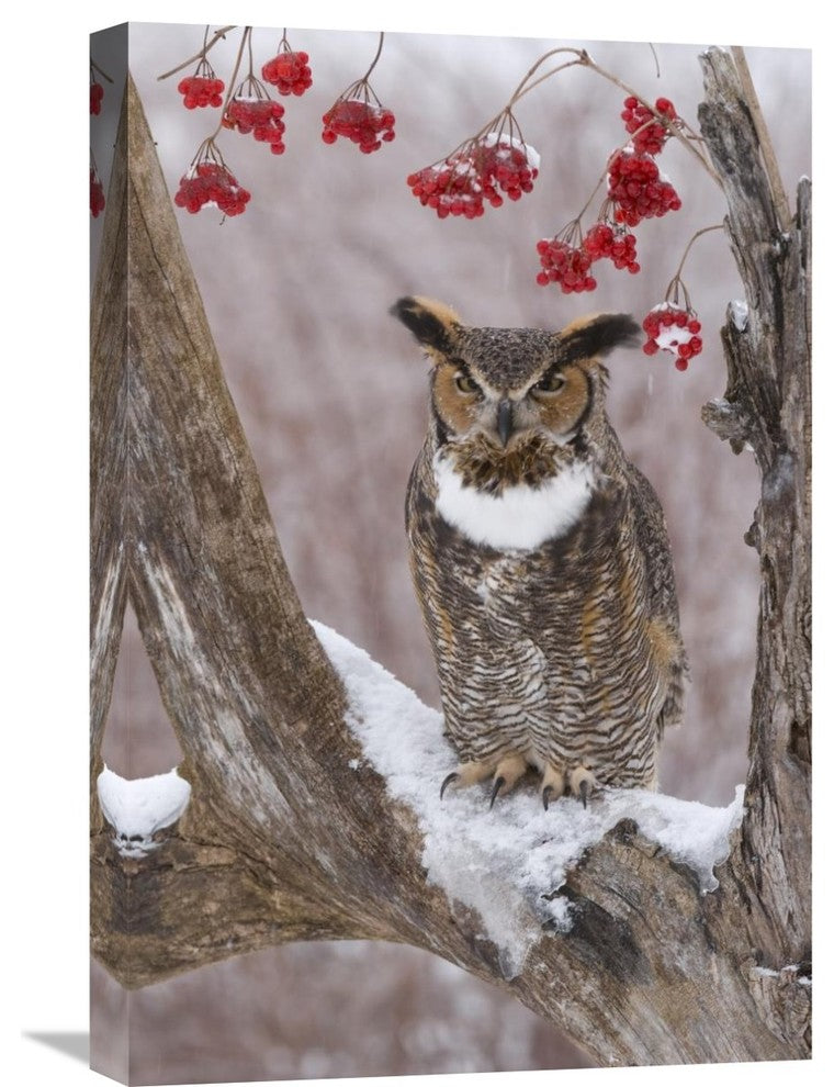 "Great Horned Owl In Winter, Howell Nature Center, Michigan" Artwork, 16" x 24"