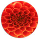 Orange Abstract Floral Design, Modern Floral Round Wall Art, 11"