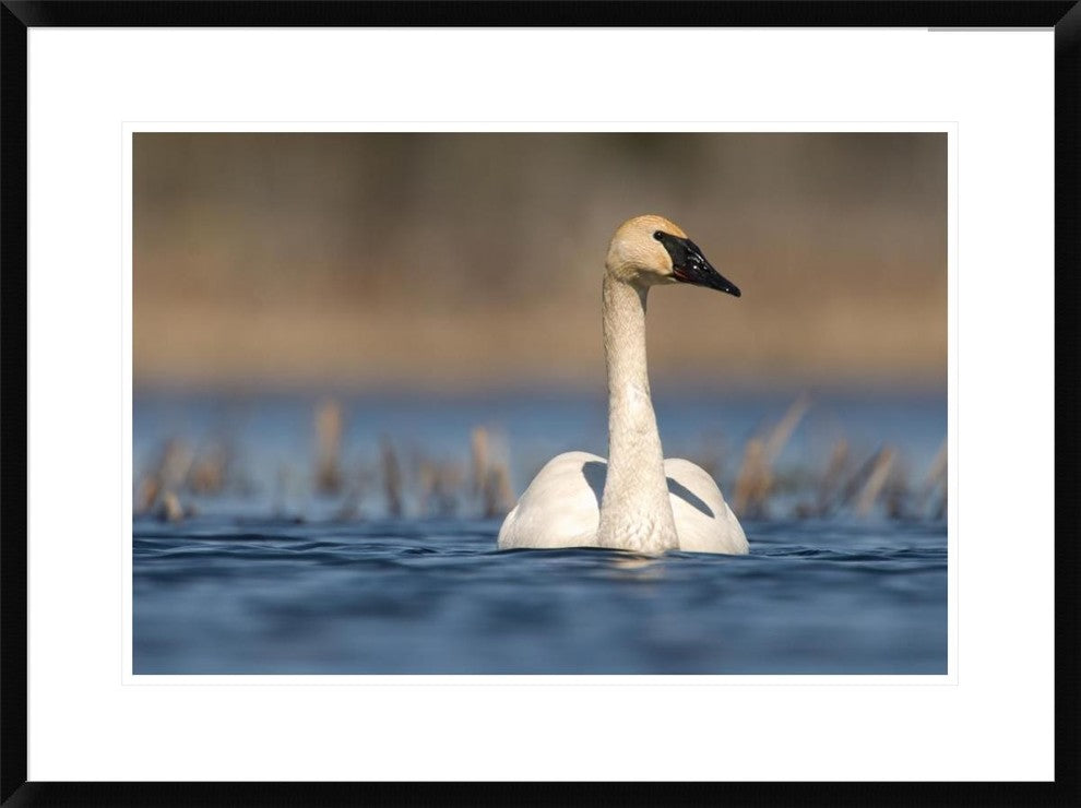 Trumpeter Swan Swimming, Seney National Wildlife Refuge, Michigan, 30"x22"