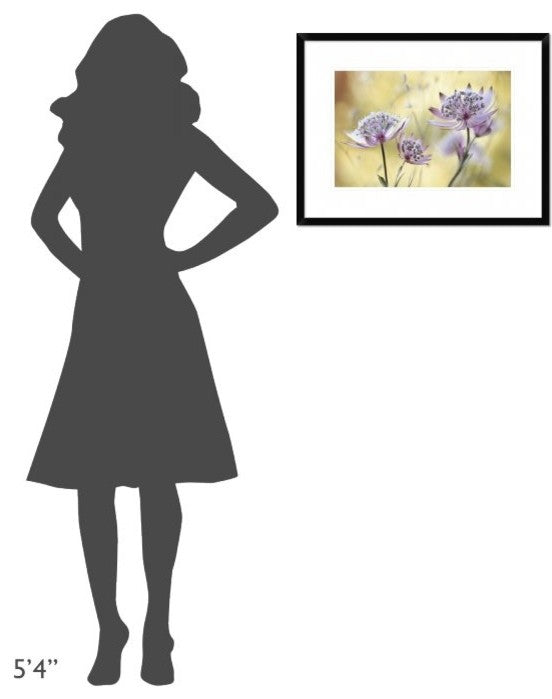 "Astrantia Major" Framed Digital Print by Mandy Disher, 26"x20"