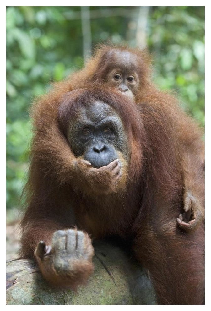 "Sumatran Orangutan mother and playful baby, north Sumatra" Paper Art, 42"x62"