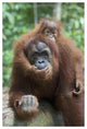 "Sumatran Orangutan mother and playful baby, north Sumatra" Paper Art, 42"x62"