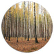 Beautiful Birch Forest Photography, Modern Forest Round Wall Art, 36"