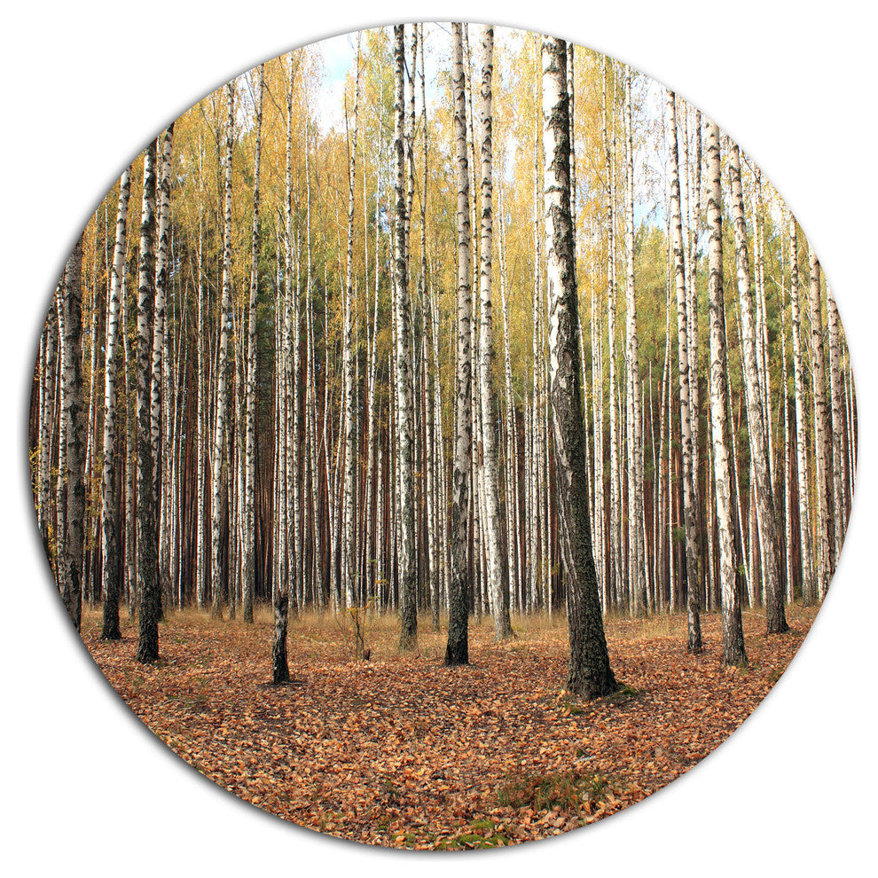 Beautiful Birch Forest Photography, Modern Forest Round Wall Art, 36"