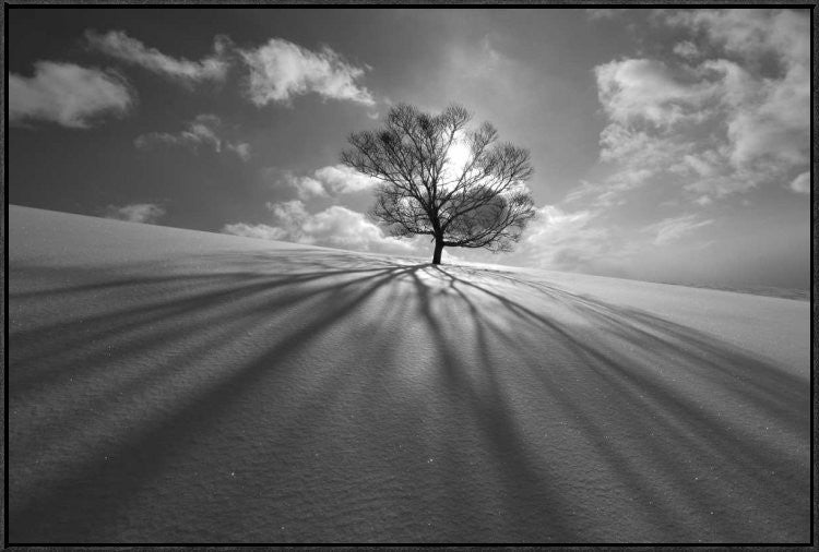 "Tree Shadow" Framed Canvas Giclee by Kengo Shibutani, 37x25"