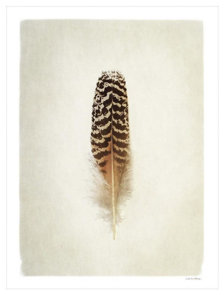 "Feather I" Digital Paper Print by Debra Van Swearingen, 26"x34"