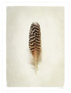 "Feather I" Digital Paper Print by Debra Van Swearingen, 26"x34"