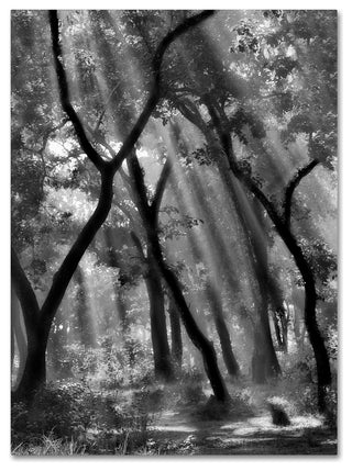 Yvette Depaepe 'Enchanted Forest ' Canvas Art, 19x14