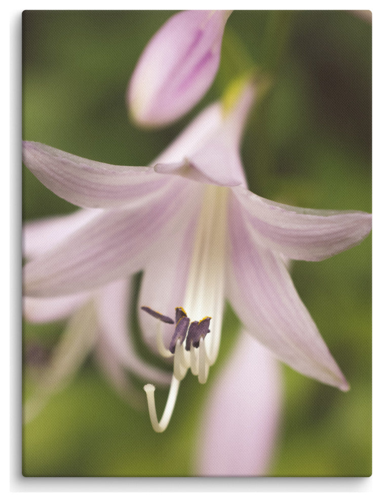 Softened Hosta Bloom Floral Nature Photo Canvas Wall Art Print, 12" X 16"