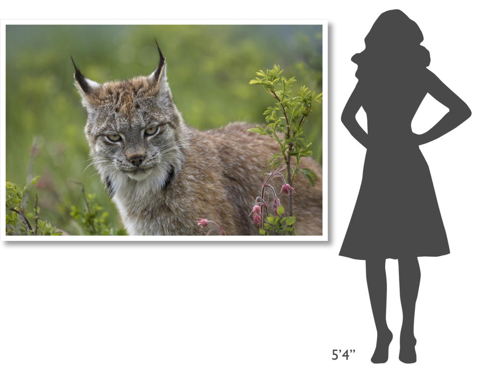 "Canada Lynx portrait, North America" Print by Tim Fitzharris, 62"x42"