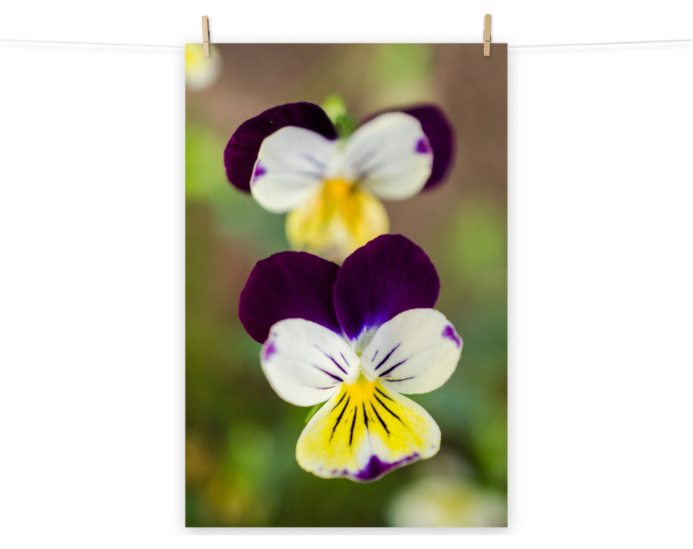 Pretty Little Violets Floral / Botanical Photograph Unframed Wall Art Prints, 16" X 20"