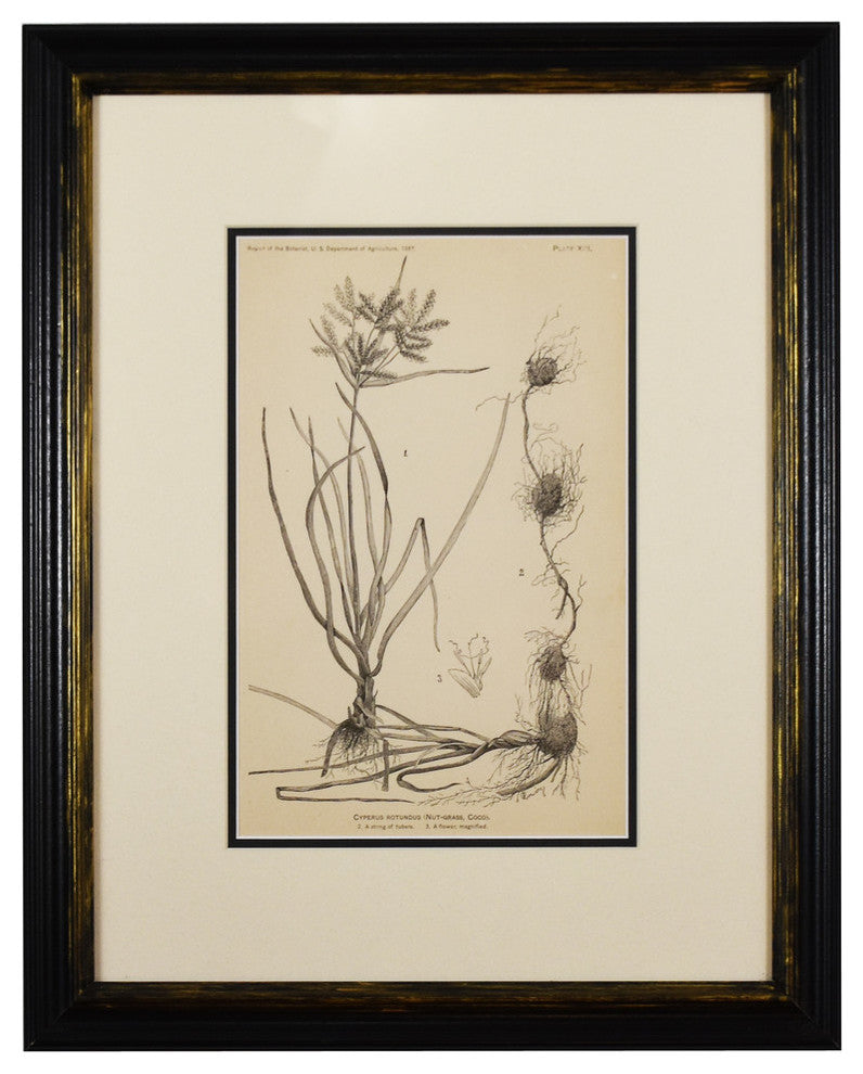 Original Vintage 1887 Botanical Herb Framed Print, Set of 2