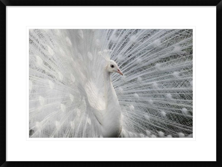 "As White As Snow" Framed Digital Print by Victoria Ivanova, 30x22"