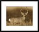 "Mule Deer male in dry grass, North America - Sepia"  by Tim Fitzharris, 24x20"