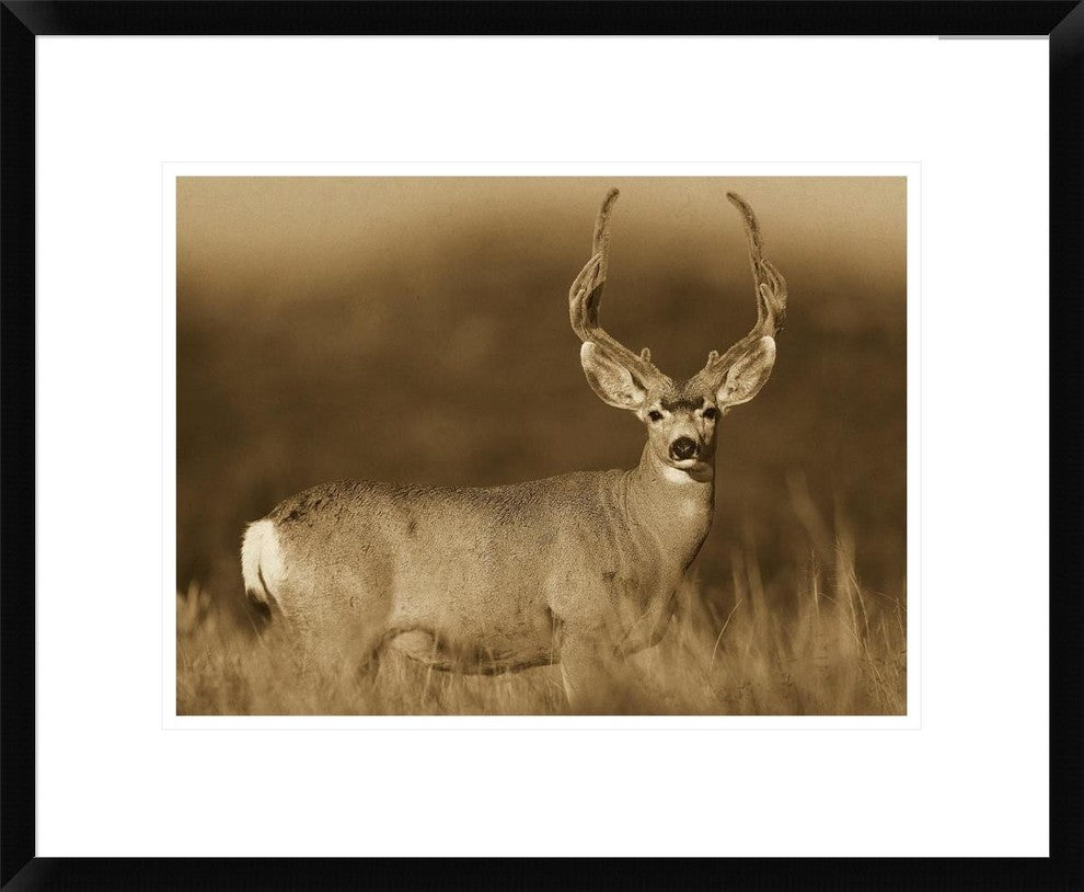 "Mule Deer male in dry grass, North America - Sepia"  by Tim Fitzharris, 24x20"