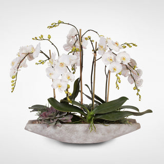 Real Touch White Phalaenopsis  Orchids, Stone Boat Pot