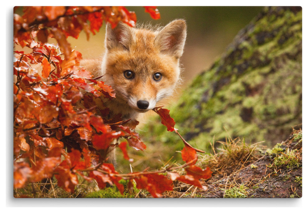 Baby Red Fox Face and Autumn Leaves - Forest Wildlife Photo Canvas Art Print, 24" X 36"
