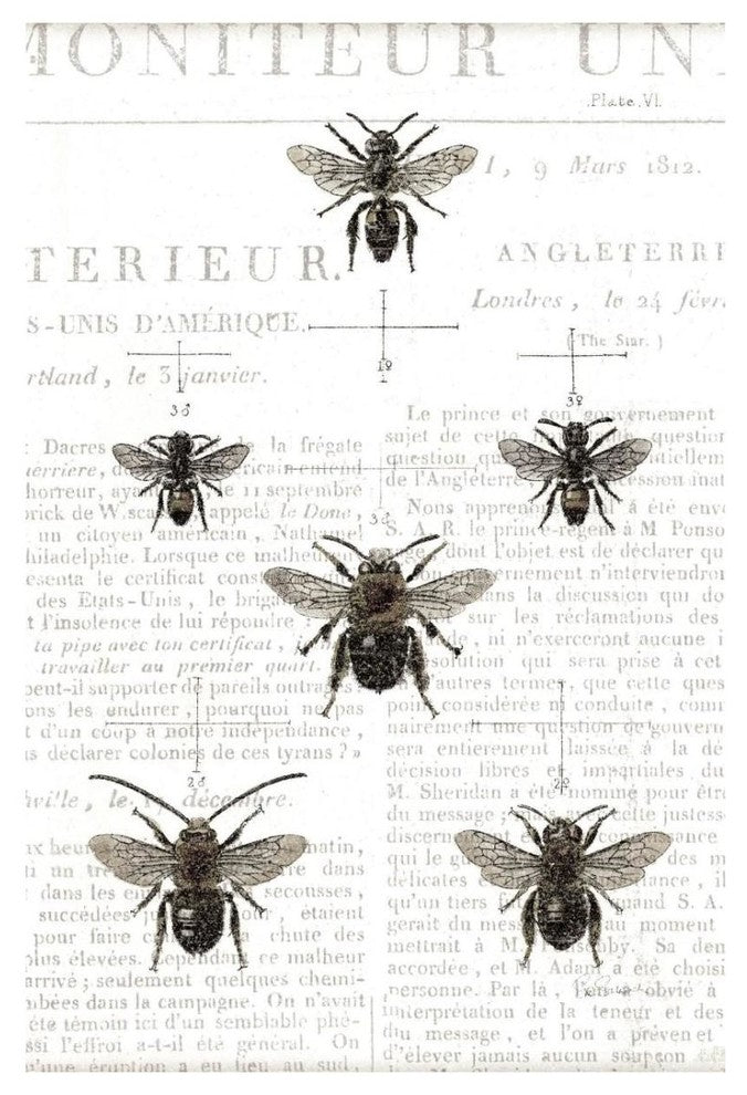 "Bee Botanical Gray" Digital Paper Print by Sue Schlabach, 18"x26"