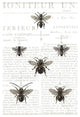 "Bee Botanical Gray" Digital Paper Print by Sue Schlabach, 18"x26"