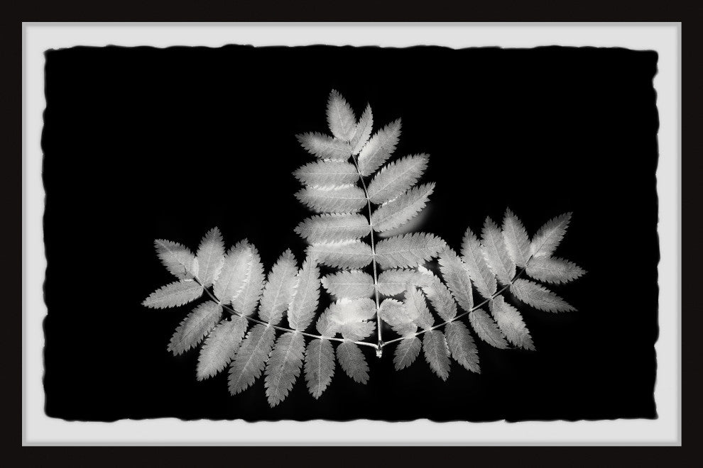 "Contrasting Leaves" Framed Painting Print, 30x20