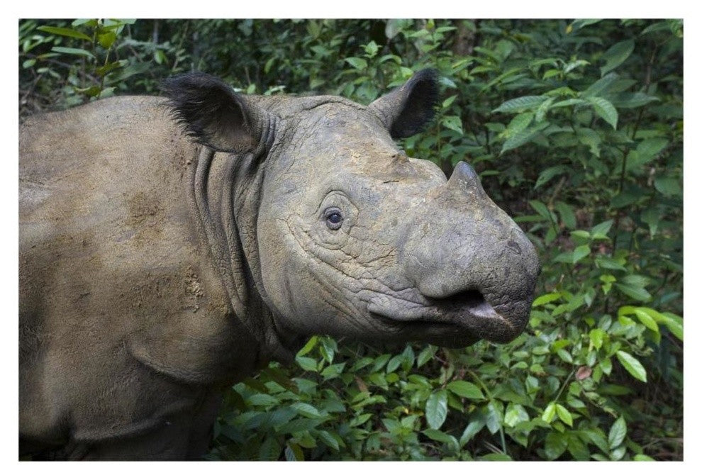 "Sumatran Rhinoceros, Sumatran Rhino Sanctuary, Way Kambas" Paper Art, 32"x22"