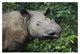 "Sumatran Rhinoceros, Sumatran Rhino Sanctuary, Way Kambas" Paper Art, 32"x22"