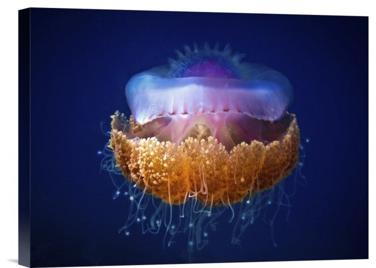"Fried Egg Jellyfish" Stretched Canvas Giclee by Luckyguy, 16"x12"