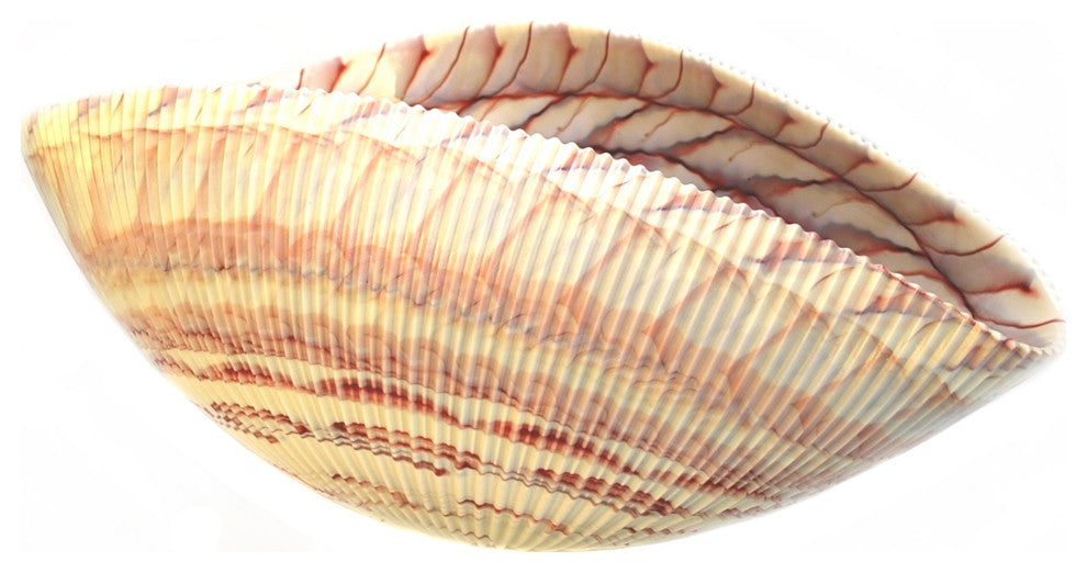 Murano Glass Shell Bowl, Ivory Red, 9"x16"x7.5"