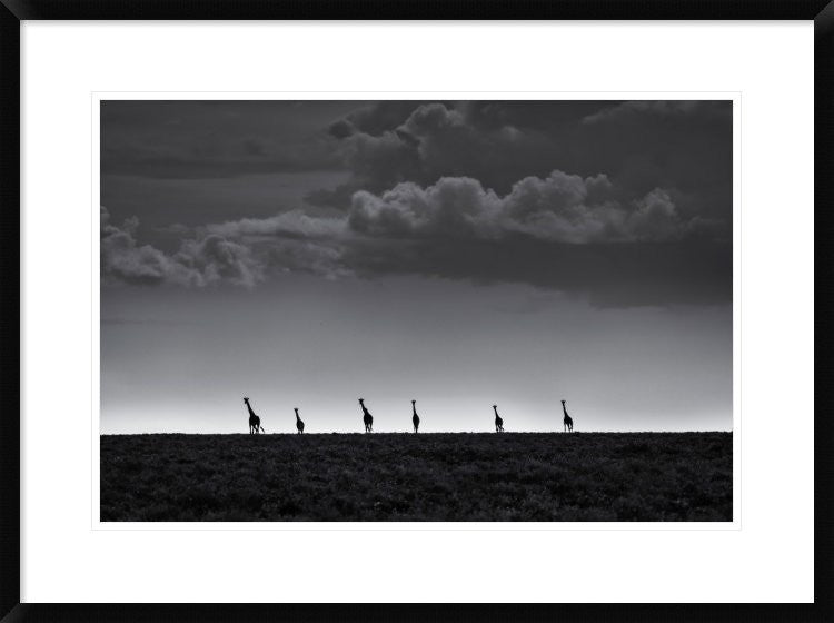 "6 Giraffes" Framed Digital Print by Greg Metro, 32x24"