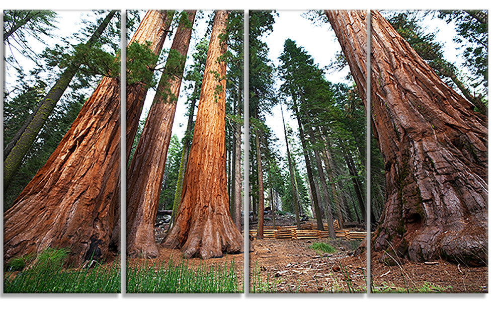 Three Large Sequoya Trees, African Landscape Canvas Art Print, 48"x28", 4 Panels