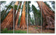 Three Large Sequoya Trees, African Landscape Canvas Art Print, 48"x28", 4 Panels