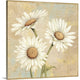 "Beautiful Daisies I " Wrapped Canvas Art Print, 30"x30"x1.5"