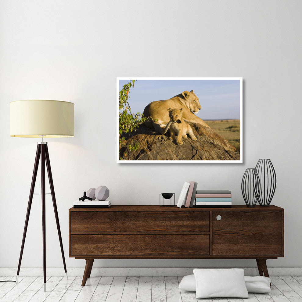 "Lion cub playing with tail, vulnerable, Masai Mara Reserve" Paper Art, 50"x34"