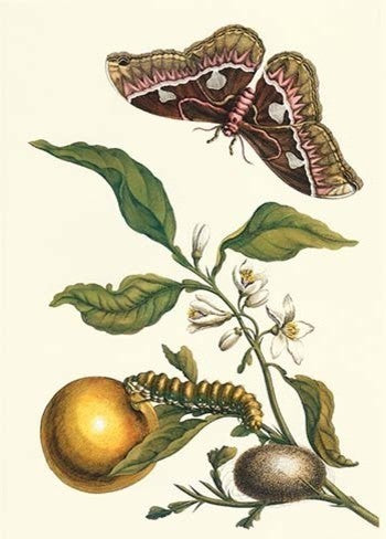 Seville Orange with a Golden Rothschild Butterfly- Canvas Poster 20" x 30"