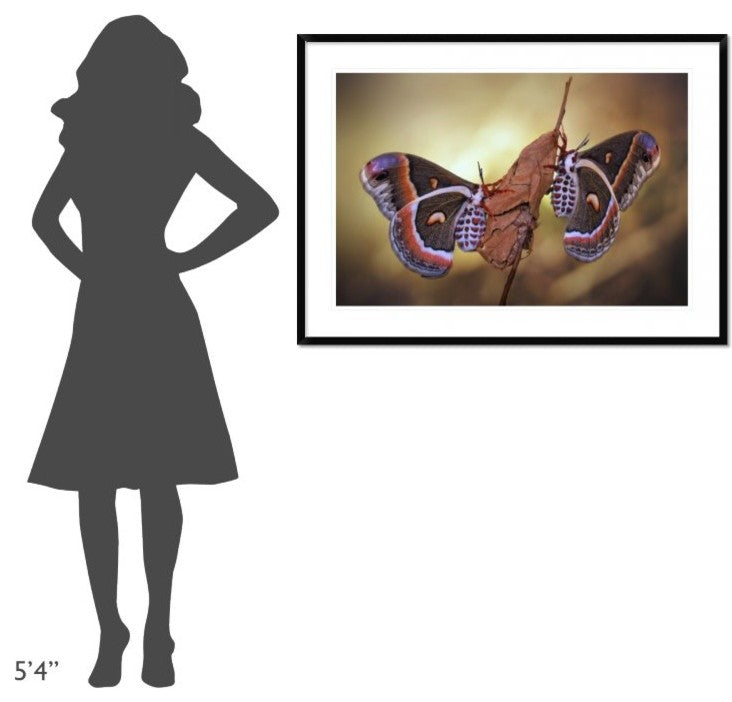 "Robin Moths" Framed Digital Print by Jimmy Hoffman, 44x32"