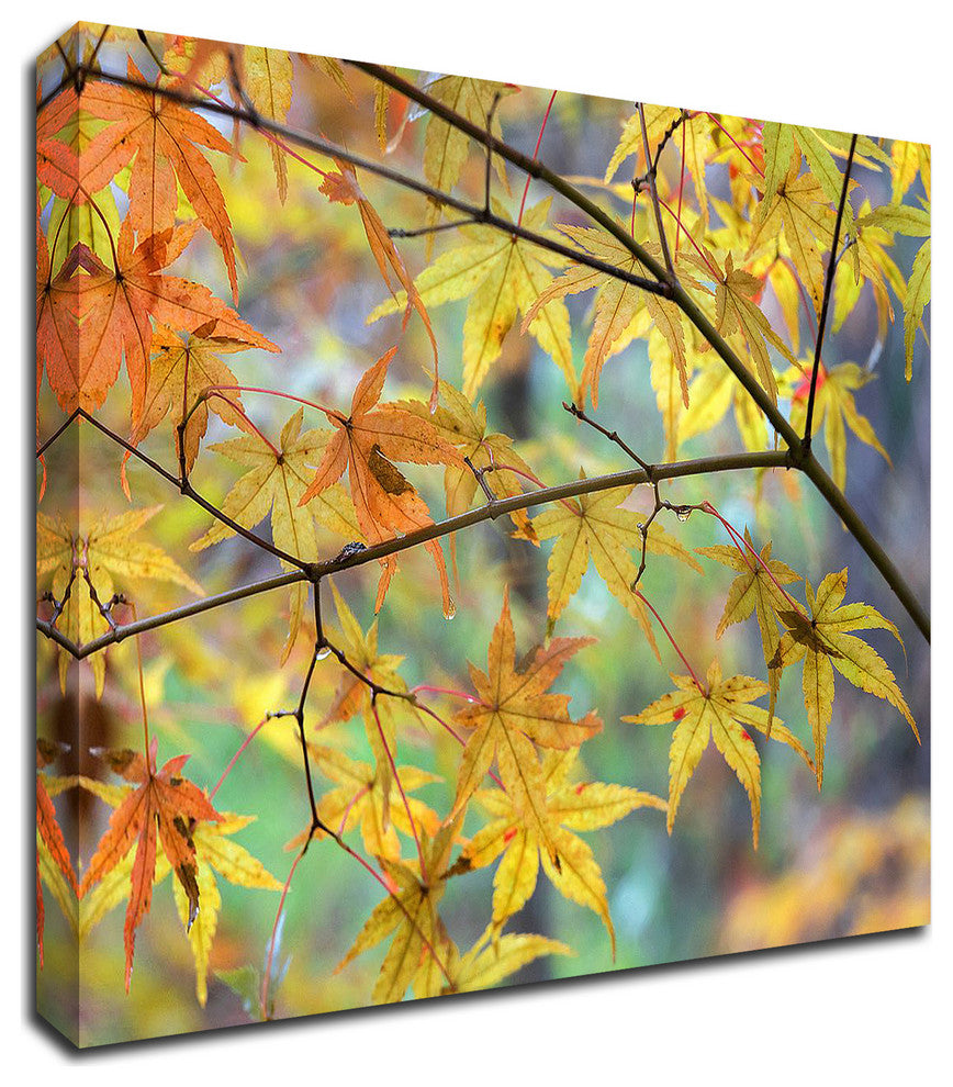 Autumn Maples by David Hammond, Print on Canvas, 27"x21"