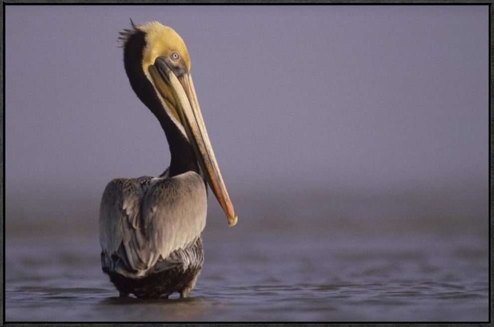 "Brown Pelican adult portrait, Texas"  by Tim Fitzharris, 37x25"