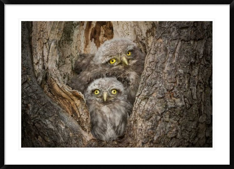 "Civ and Civ" Framed Digital Print by Ghizzi Panizza Alberto, 44x32"