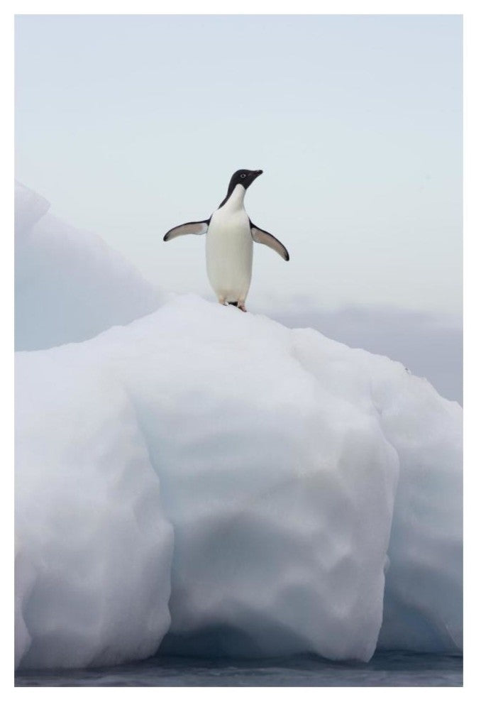 "Adelie Penguin standing on iceberg, Paulet Island" Paper Art, 14"x20"