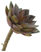 Medium Rose and Green Echeveria, Set of 3
