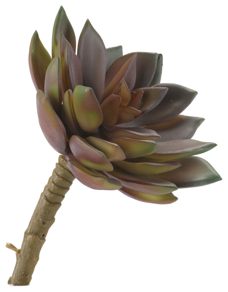 Medium Rose and Green Echeveria, Set of 3