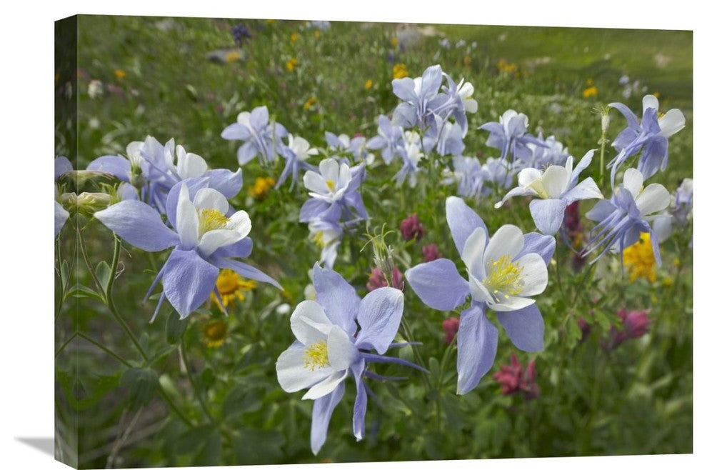 "Colorado Blue Columbine Flowers, American Basin, Colorado" Artwork, 24" x 18"