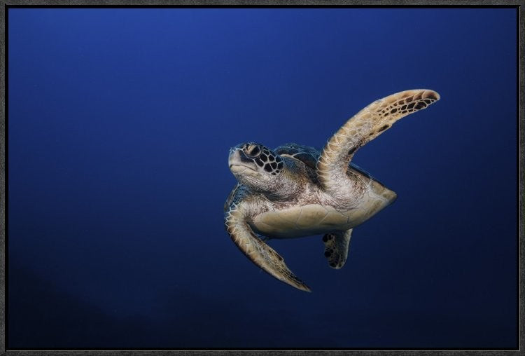 "Green Turtle" Framed Canvas Giclee by Barathieu Gabriel, 25x17"