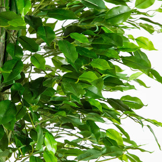 Close-up of leaves on a white background.