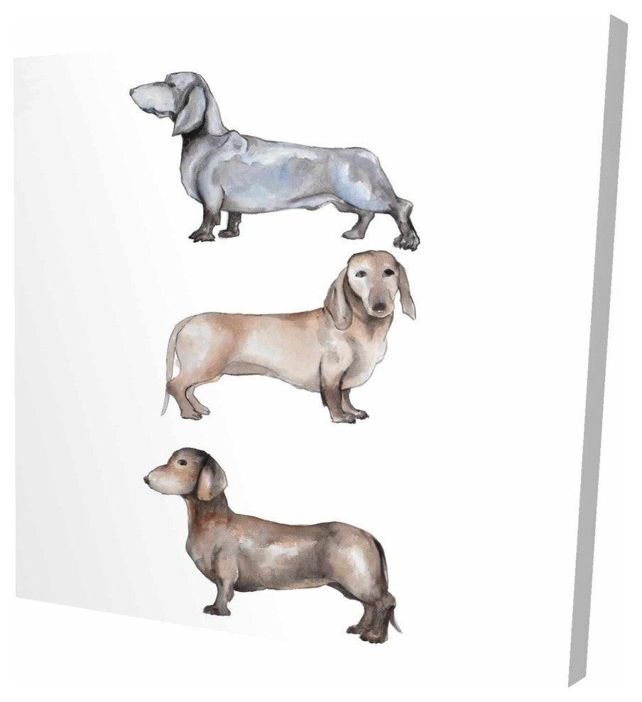 three Daschund Dogs, Fine Art Gallery Wrapped Canvas, 24"x24"