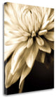 "Radiance IV" By Cinzia Ryan, Giclee Print on Gallery Wrap Canvas, Ready to Hang