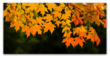 Kurt Shaffer 'October Maple' Canvas Art