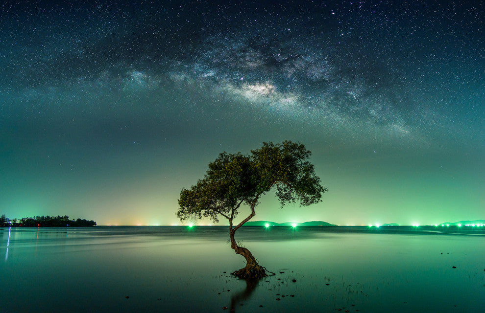 Glowing Milky Way Galaxy with Tree Canvas Wall Art Prints, 12" X 16"